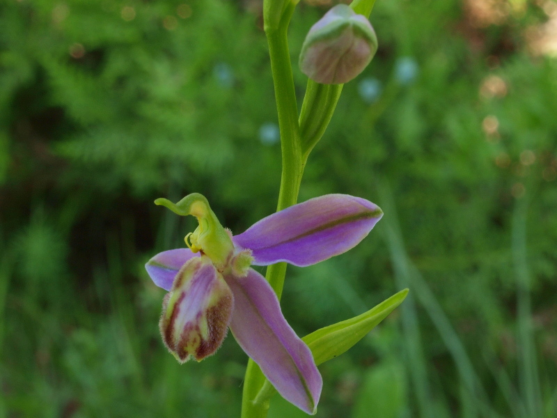 Ophrys apifera var. tilaventina